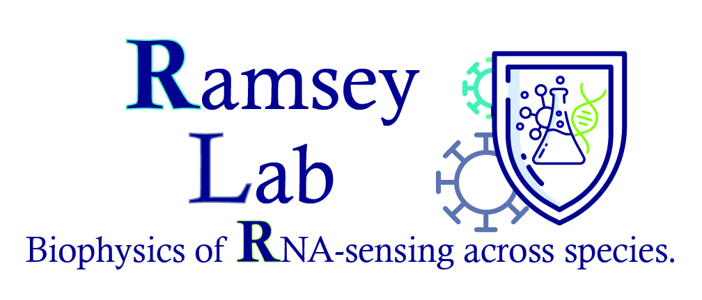 Image that says, "Ramsey Lab,, Biophysics of RNA-sensing across species.