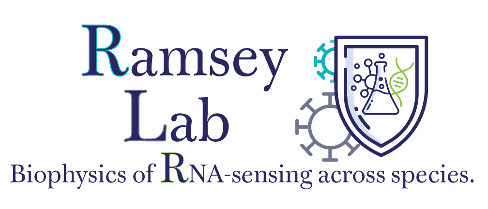 The Ramsey Lab studies the biophysics of RNA-sensing across species.